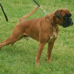 Boxer All Grown Up from Alfabox Boxers