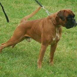 Boxer All Grown Up from Alfabox Boxers