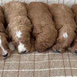 Goldendoodles and Poodles from Darling Doodles Of Shenandoah Valley