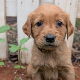 Yellow - Dark golden female Golden Retriever puppy in Midland, North Carolina from Alger Farm, LLC