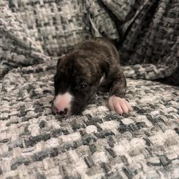 Moonlight - Fawn brindle female Whippet puppy in Fort Myers, Florida from Rainbow Whippets