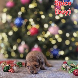 Spice - Sable male Poodle puppy in Taylors, South Carolina from Sosebees toy & mini poodles