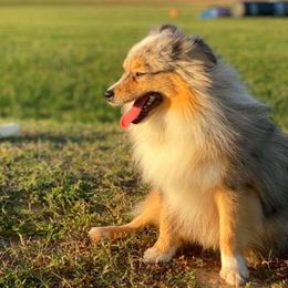 Australian Shepherds, Miniature Australian Shepherds, and Toy Australian Shepherds from Circle JTS Ranch