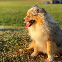 Australian Shepherds, Miniature Australian Shepherds, and Toy Australian Shepherds from Circle JTS Ranch