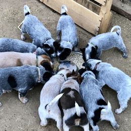 Australian Cattle Dogs from Alpine Creek Ranch L.L.C.