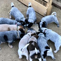 Australian Cattle Dogs from Alpine Creek Ranch L.L.C.