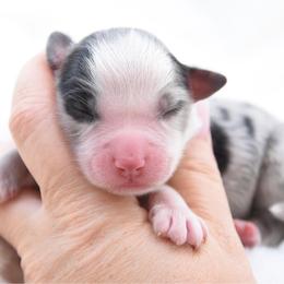 Blue Merle Male - Blue merle male Miniature Australian Shepherd puppy in Chickasha, Oklahoma from Rustic Lace