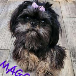Maggie - Shih Tzu