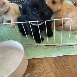 White collar - Black male Scottish Terrier puppy in Brule, Nebraska from Scottyland Yard