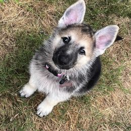 German Shepherd and White Shepherd Puppies from Scenic Creek German Shepherds