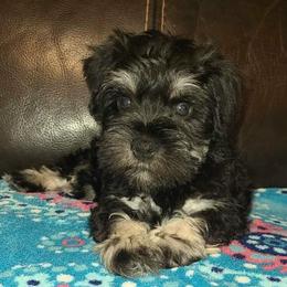 Klaus - Black and silver male Miniature Schnauzer puppy in Graham, Washington from Kristy's French Bulldogs & Mini Schnauzers