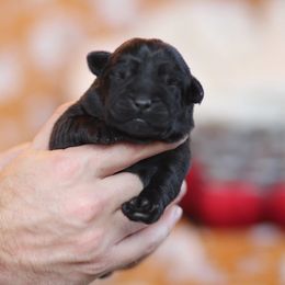 Red Collar female - Black female Labrador Retriever puppy in Williamston, Sc, South Carolina from Dutton Dog Co & Dalla Grazia Doberman