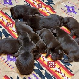 Hersey - Chocolate male Labrador Retriever puppy in Bandera, Texas from The Sugar & Spice Ranch Labrador Retrievers