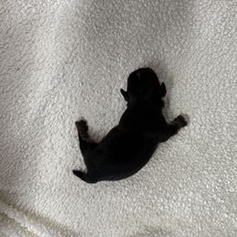 Presley - Liver and white female Shih Tzu puppy in Columbia, Kentucky from Lisa Bandy Shih Tzu