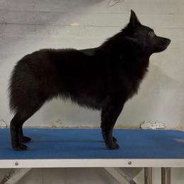 Kelly - Schipperke