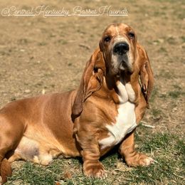 Red - Basset Hound