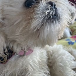 Carmen - Shih Tzu