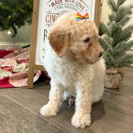 Hot Brown - Cream female Goldendoodle puppy in Camden, North Carolina from Oopsie Doodles of NC