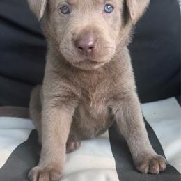 Cinder- Pink - Silver female Dilute Retriever puppy in Marion, Illinois from Summer Lovin’ Labradors of Southern Illinois