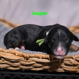 Jasper - Tri-color male Bernedoodle puppy in Summerville, South Carolina from Channys Doodles