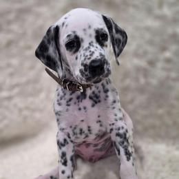 Birch (Brown Collar Boy) - White and black male Dalmatian puppy in Centereach, New York from LINY Dalmatians