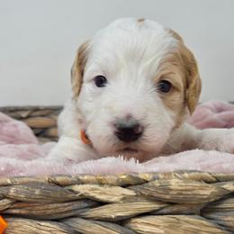 Orange Female - Parti female Goldendoodle puppy in Great Falls, Montana from Montana Goldendoodles