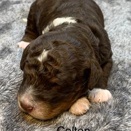 Colton - Tri-color male Bernedoodle puppy in New Ringgold, Pennsylvania from Hawk Mountain Doodles