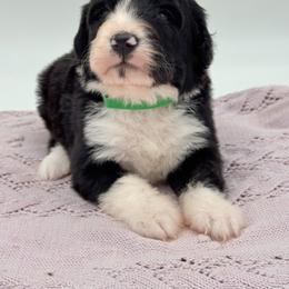 Panda - Black and white male Bernedoodle puppy in Claremont, North Carolina from Magnolia Grove Farms