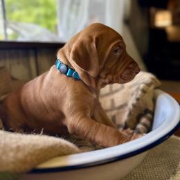 Cosmo - Golden rust male Vizsla puppy in Marshalltown, Iowa from Kaylee’s Vizslas