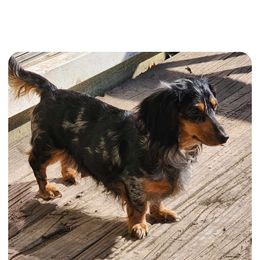 Luna - Dachshund
