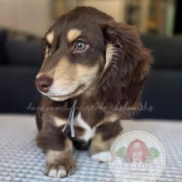 Choc and Cream 2700 - Chocolate and cream male Dachshund puppy in Texarkana, Arkansas from Dogwood Acre Dachshunds