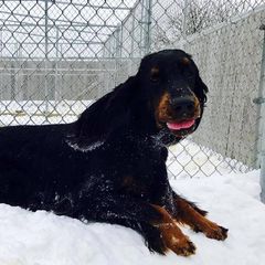 Gordon Setter All Grown Up from Tri-sett
