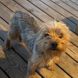 KooJo - Yorkshire Terrier