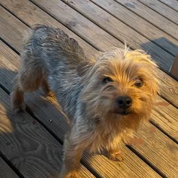 KooJo - Yorkshire Terrier