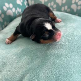 Chicky - Black tri male Toy Australian Shepherd puppy in Norco, California from River Springs Aussies