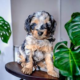 Bandit - Merle male Cockapoo puppy in Sparta, Missouri from Sis' Doodles & Poodles