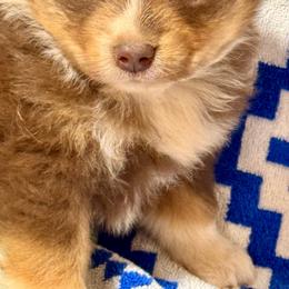 Red tri female - Red tri female Miniature Australian Shepherd puppy in Lemon Cove, California from Magic Ranch Mini Aussies
