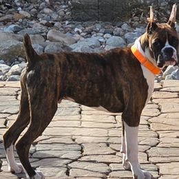 Boxer puppies from Halo Boxers