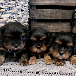 Cavachons and Cavalier King Charles Spaniels from Citrus Blue Farms