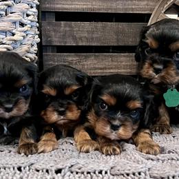 Cavachons and Cavalier King Charles Spaniels from Citrus Blue Farms