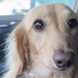 Dachshunds from Lil Sausage Co