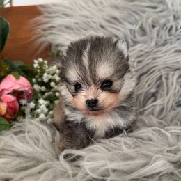 Augustus - Gray and white male Pomsky puppy in La Verne, California from Red Cedar Pomskies