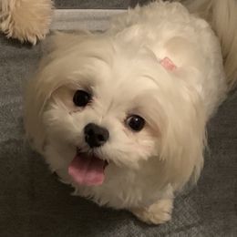 Yoggi - Maltese