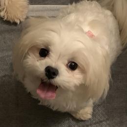 Yoggi - Maltese