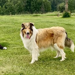Lady - Collie
