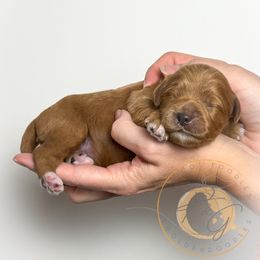 Holly (red collar) - Apricot female Goldendoodle puppy in Murrieta, California from Apricot Poodles & Goldendoodles, LLC