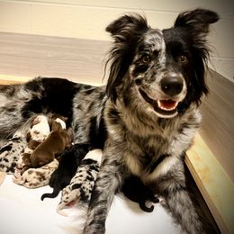 Australian Shepherd Puppies from Tru Blu Aussies
