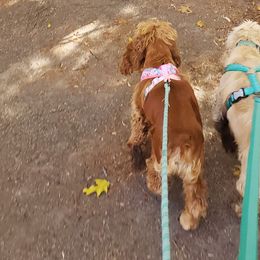 Cocker Spaniels from Elk Grove Cocker Spainels