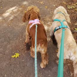 Cocker Spaniels from Elk Grove Cocker Spainels