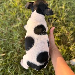 Rat Terrier Puppies from FA puppies